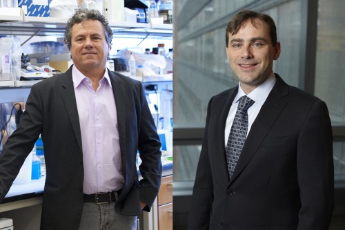 Biologist Scott Lowe and physician-scientist David Solit