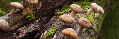 Mushrooms growing on a mossy log on the forest floor